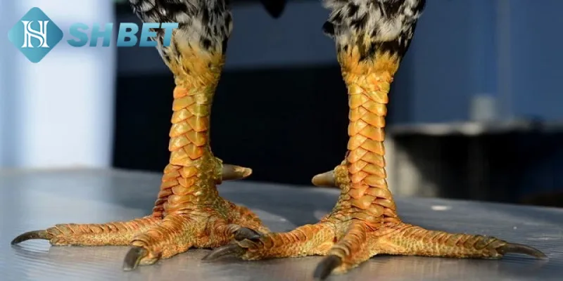 Những lý do mà bạn nên lựa chọn vảy gà chọi