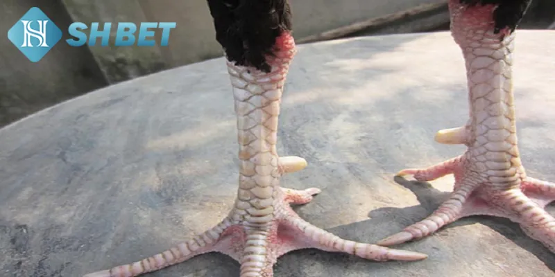 Các tiêu chí chọn vảy gà chọi hiếm cho người chơi