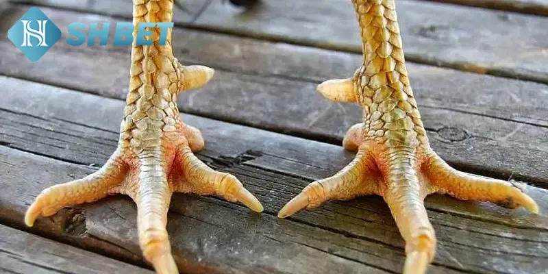 Một số cách chọn vảy gà chọi cực chuẩn từ chuyên gia