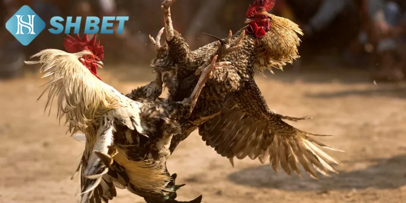 Giới thiệu thông tin tổng quát về hình thức đá gà cựa sắt