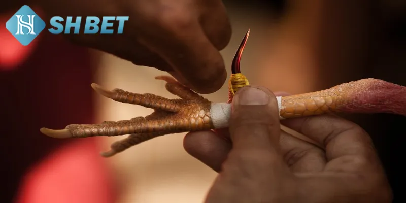 Các loại cựa sắt phổ biến được sử dụng trong đá gà