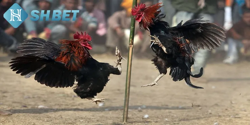 Hướng dẫn quy tắc chơi thi đấu chiến kê cựa sắt chi tiết