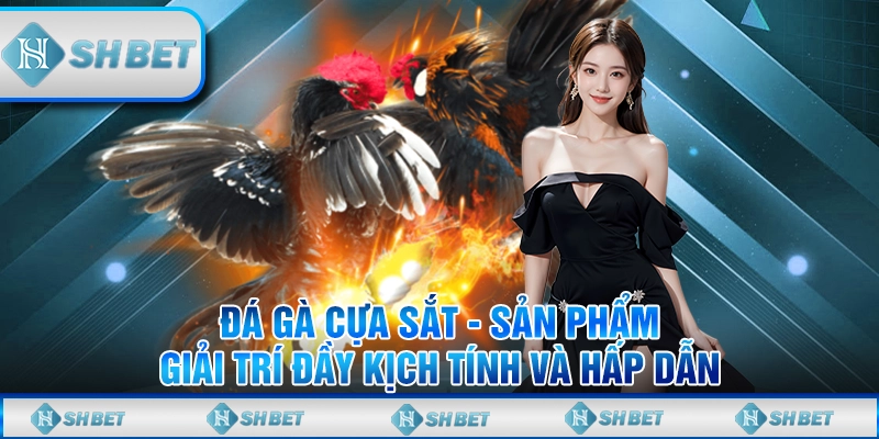 Đá Gà Cựa Sắt - Sản Phẩm Giải Trí Đầy Kịch Tính Và Hấp Dẫn