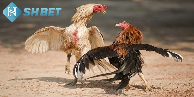 Giới thiệu vài nét sơ lược về hình thức đá gà cựa dao