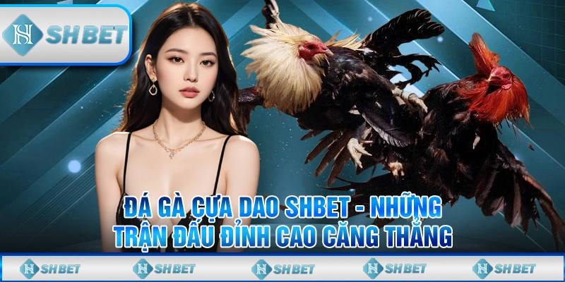 Đá Gà Cựa Dao SHBET - Những Trận Đấu Đỉnh Cao Căng Thẳng