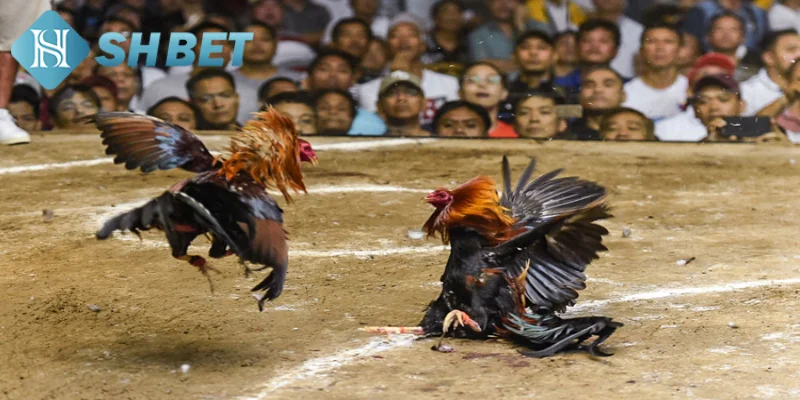 Giới thiệu một vài thông tin tổng quan về hình thức đá gà Philippines