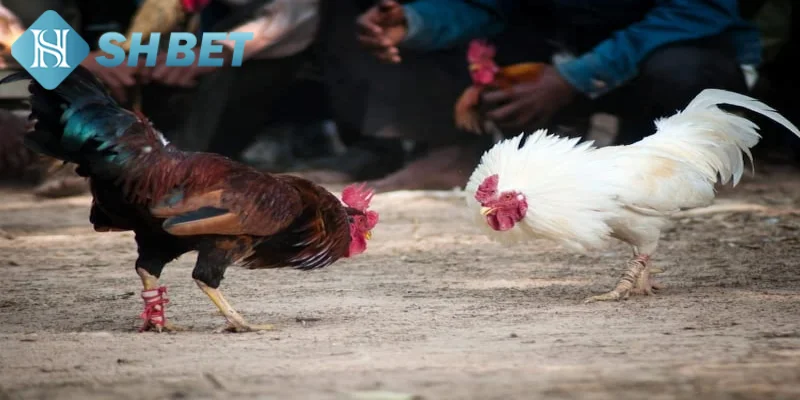 Bật mí mẹo chơi đá gà tại Philippines bất bại từ chuyên gia