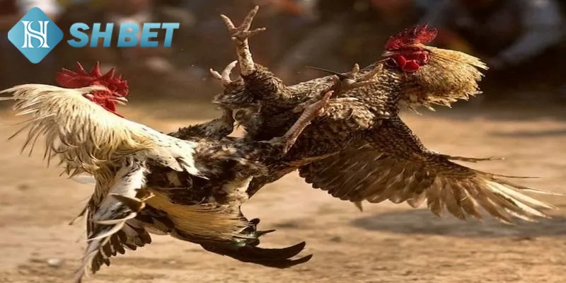 Hai hình thức chọi gà Thomo được ưa chuộng nhất