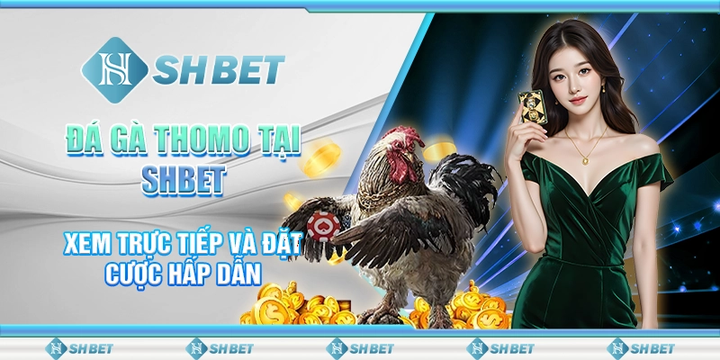 Đá Gà Thomo Tại SHBET - Xem Trực Tiếp Và Đặt Cược Hấp Dẫn