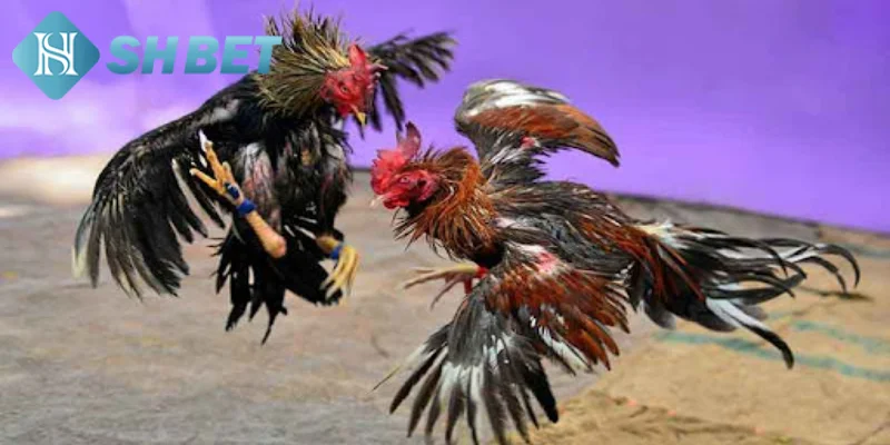 Tìm hiểu vài nét thông tin sơ lược về đá gà trực tiếp