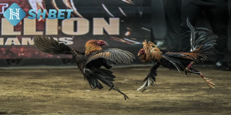 Bí kíp chơi chọi gà trực tiếp thắng lớn từ chuyên gia