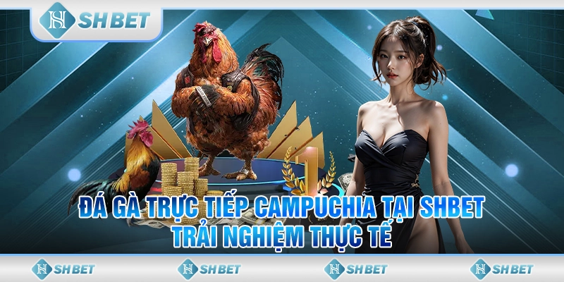 Đá Gà Trực Tiếp Campuchia Tại SHBET – Trải Nghiệm Thực Tế