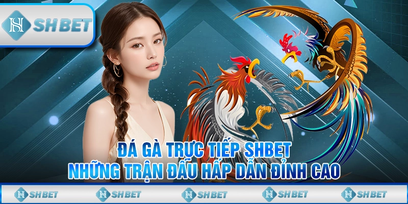 Đá Gà Trực Tiếp SHBET - Những Trận Đấu Hấp Dẫn Đỉnh Cao