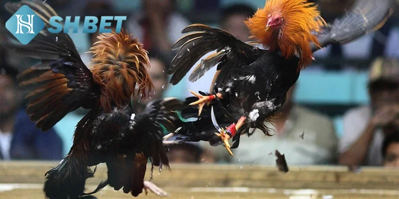 Ưu điểm vượt trội của hình thức chọi gà Campuchia