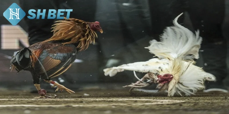 Các loại gà đá Campuchia được đông đảo thành viên yêu thích