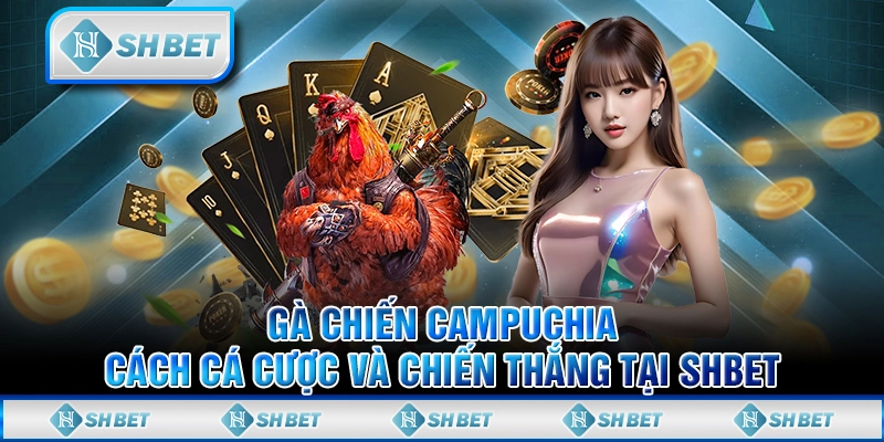 Gà Chiến Campuchia - Cách Cá Cược Và Chiến Thắng Tại SHBET