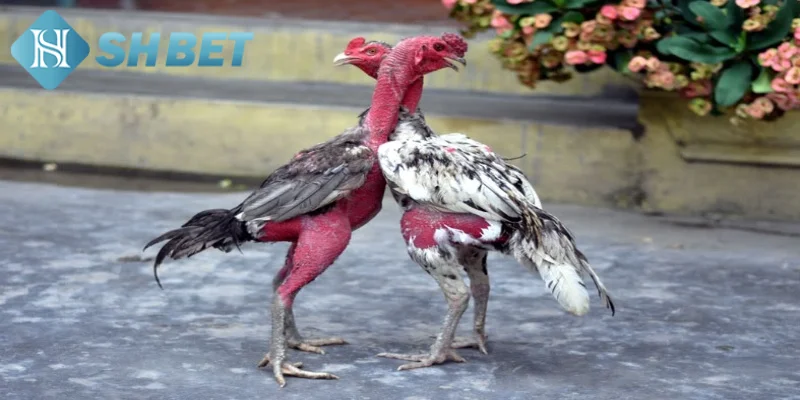 Giới thiệu đôi nét thông tin khái quát về gà chọi Việt Nam