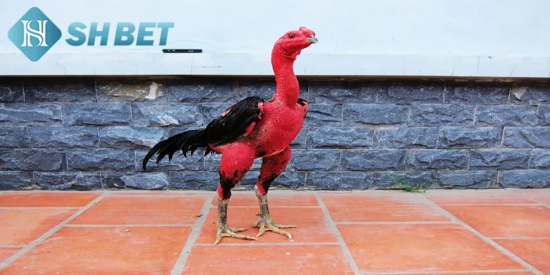 Phân loại gà đá Việt Nam cho thành viên mới