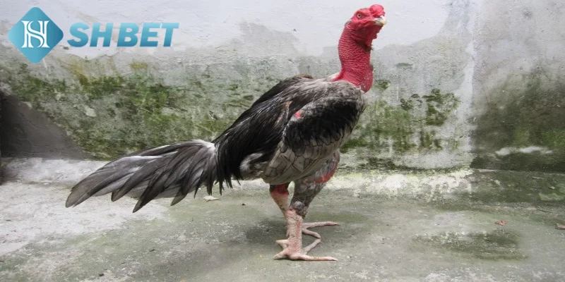 Những yếu tố quan trọng để đánh giá gà đá Việt Nam