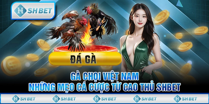 Gà Chọi Việt Nam - Những Mẹo Cá Cược Từ Cao Thủ SHBET