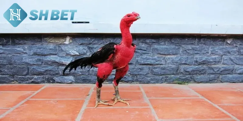 Giới thiệu một vài nét tổng quát về gà chọi xứ Bắc