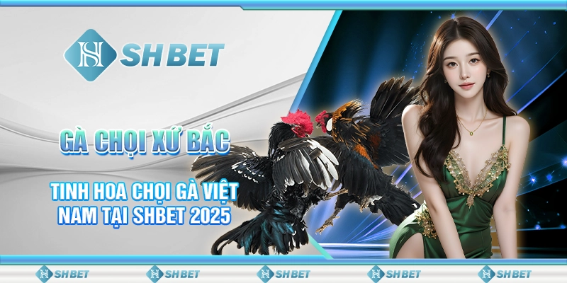 Gà Chọi Xứ Bắc - Tinh Hoa Chọi Gà Việt Nam Tại SHBET 2025