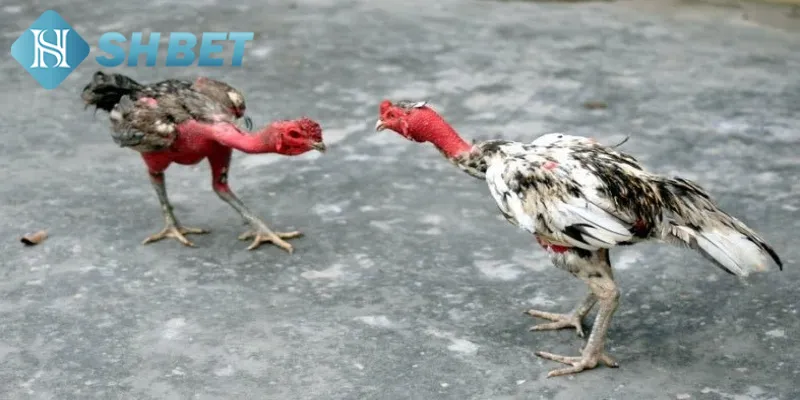 Ưu điểm khiến đại chiến gà nòi được yêu thích hiện nay