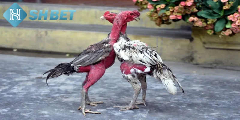 Kinh nghiệm đặt cược hiệu quả trong đại chiến gà nòi