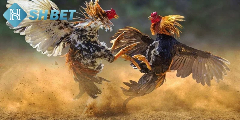 Tìm hiểu thông tin khái quát về màu mạng gà đá