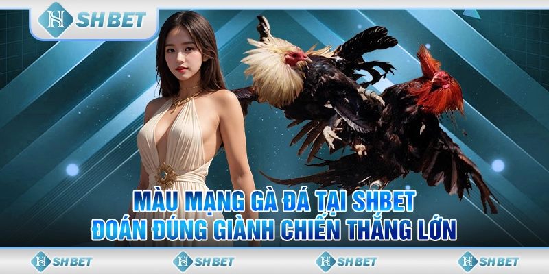 Màu Mạng Gà Đá Tại SHBET – Đoán Đúng Giành Chiến Thắng Lớn