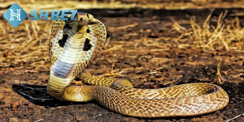 Các con số thần tài liên quan đến giấc chiêm bao thấy rắn