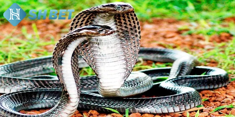 Ý nghĩa chi tiết của từng tình huống ngủ mơ thấy rắn