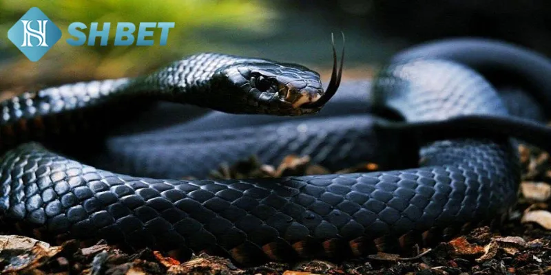 Khám phá quan niệm phong thủy khi nằm mơ thấy rắn