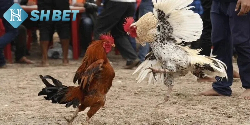 Các hình thức chơi đá gà tre phổ biến nhất hiện nay