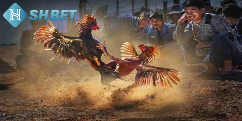 Giới thiệu đôi nét thông tin khái quát về trực tiếp đá gà mạnh