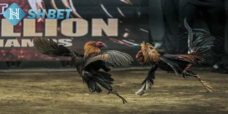Lý do mà bạn nên xem đá gà mạnh trực tiếp tại SHBET