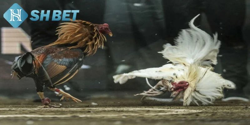 Lưu ý cần biết khi tham gia trải nghiệm đá gà mạnh trực tiếp