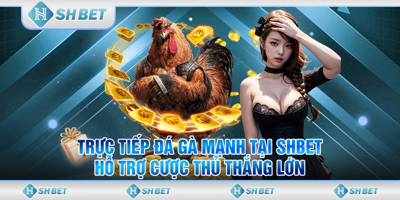 Trực Tiếp Đá Gà Mạnh Tại SHBET – Hỗ Trợ Cược Thủ Thắng Lớn