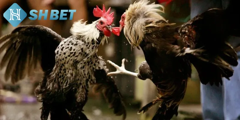 Bật mí mẹo đặt cược chọi gà cổ điển tăng tỷ lệ chiến thắng
