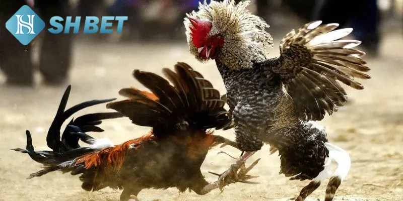 Quy luật chơi chọi gà Mỹ chiến chi tiết cho thành viên mới