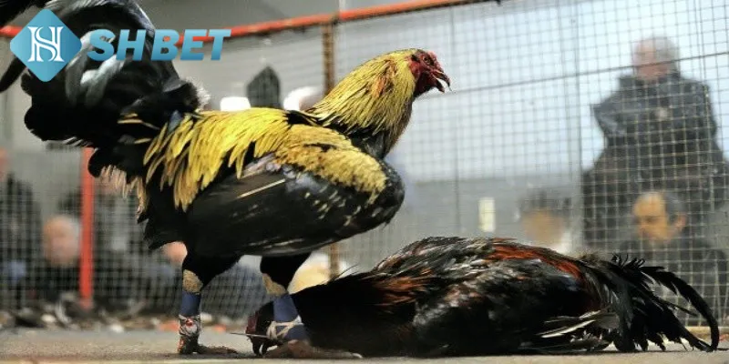 Tổng hợp các hình thức chọi gà sinh tử được ưa chuộng