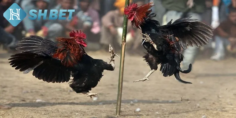Chiến lược đặt cược chọi gà sinh tử bất bại từ cao thủ