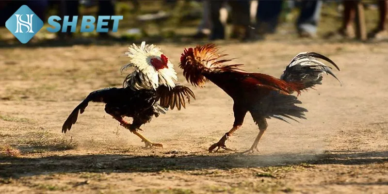 Khám phá kiến thức sơ lược về hình thức đá gà tre nhanh