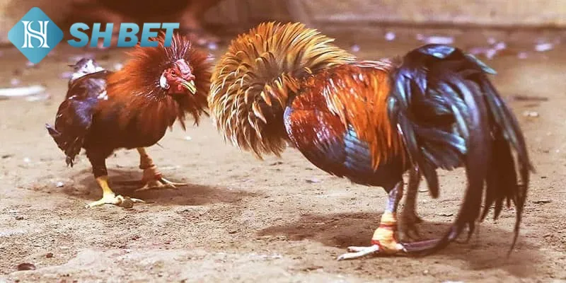 Quy luật chơi chọi gà lai chi tiết cho thành viên mới