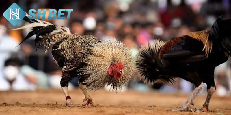 Chiến lược đặt cược chọi gà lai tăng tỷ lệ chiến thắng