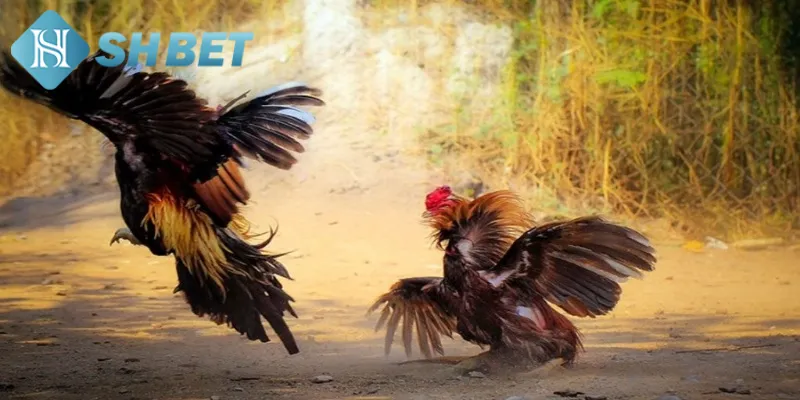 Một vài thông tin cơ bản về cá cược gà nòi thách đấu