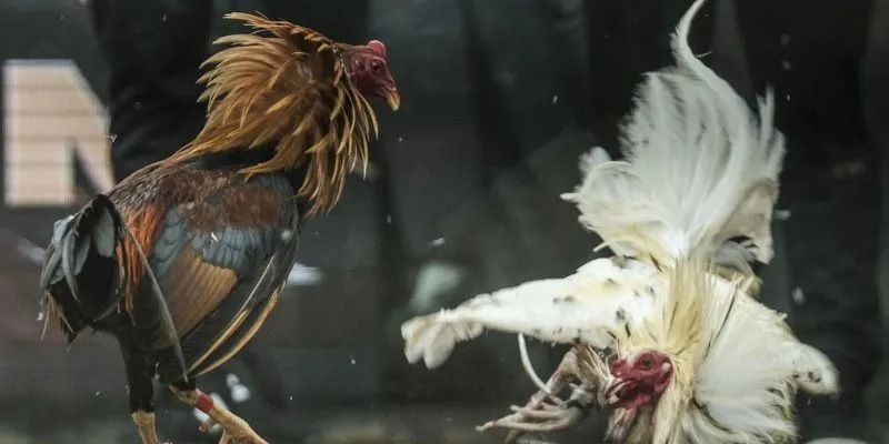 Giới thiệu tổng quan về nền tảng đá gà trực tiếp siêu hấp dẫn