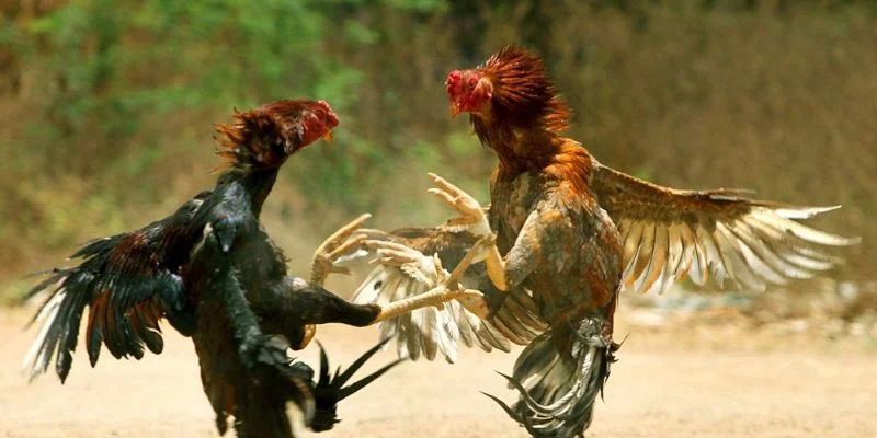 Những giống gà đặc biệt được ưa chuộng trong lĩnh vực cá cược