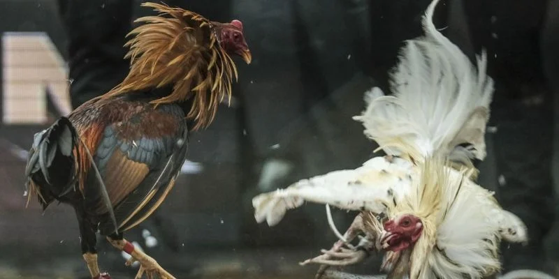 Top hình thức đá gà cực hot thu hút đông đảo người tham gia