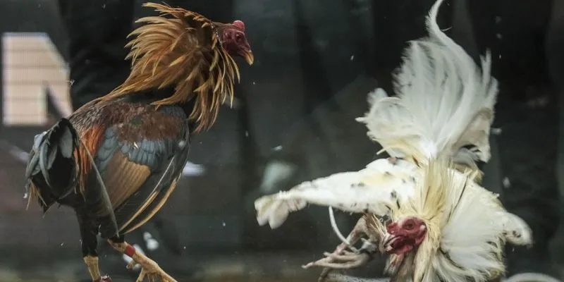 Những giống gà phổ biến được nhiều khách hàng ưa chuộng